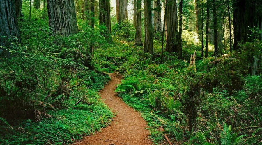 Forrest City’s 10 Best Shake Shacks for Interstate Travelers