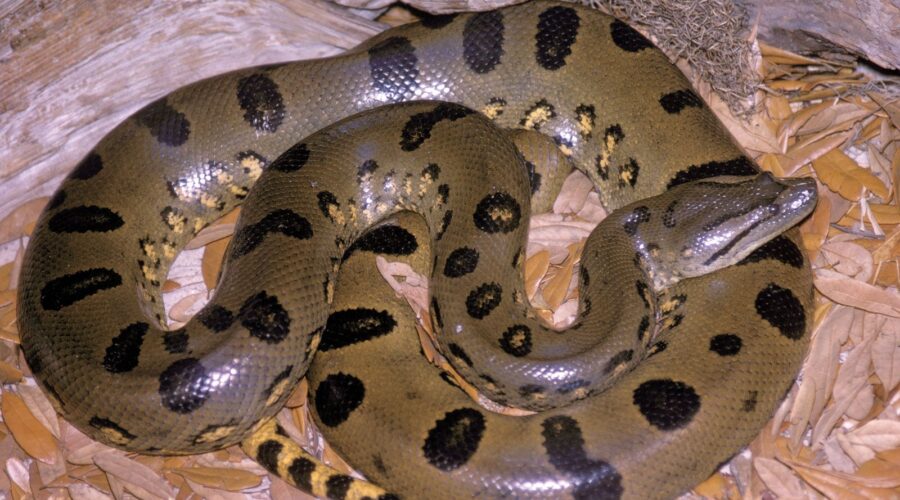 Anaconda’s 10 Best Tow Trucks for Fast and Dependable Service