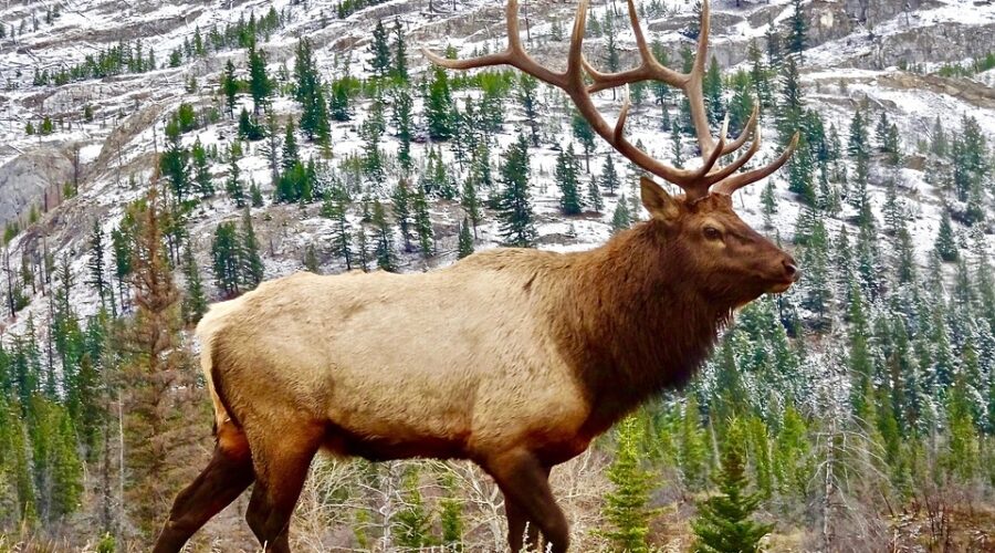 Elk City’s 10 Best Tow Trucks for Quick and Dependable Assistance