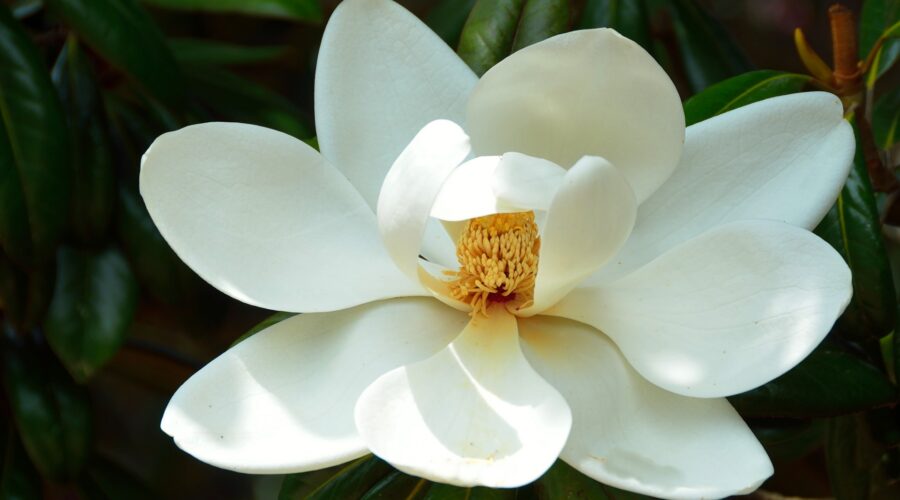 Magnolia’s Top 10 Shake Shacks Serving Southern-Style Burgers & Shakes