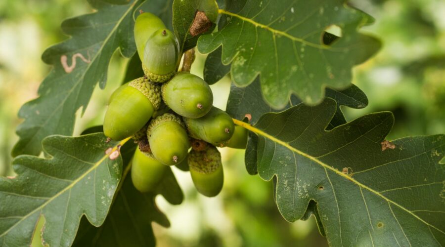 Oak Ridge’s Top 10 Tow Trucks for Citywide and Rural Assistance