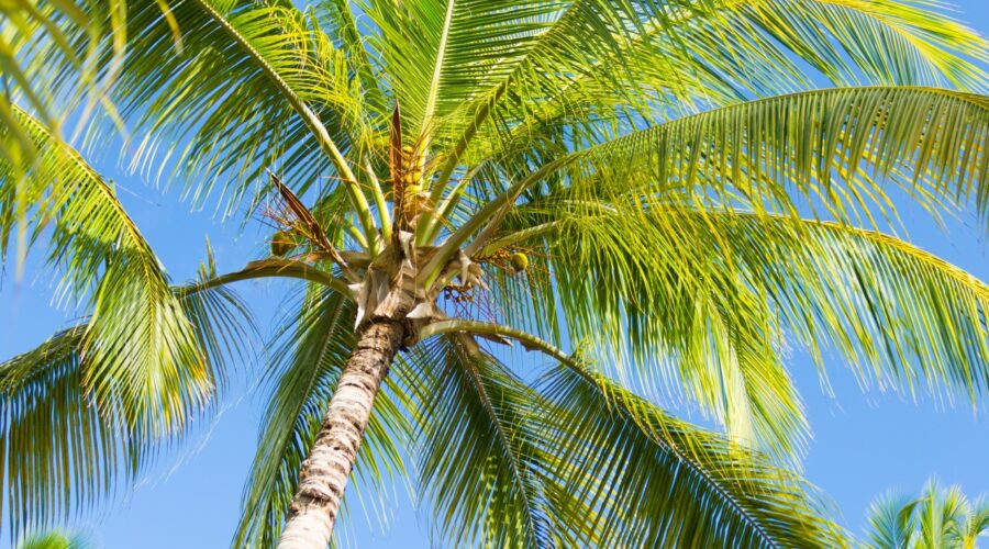 Palm Bay’s 10 Best Tow Truck Companies with Excellent Reviews