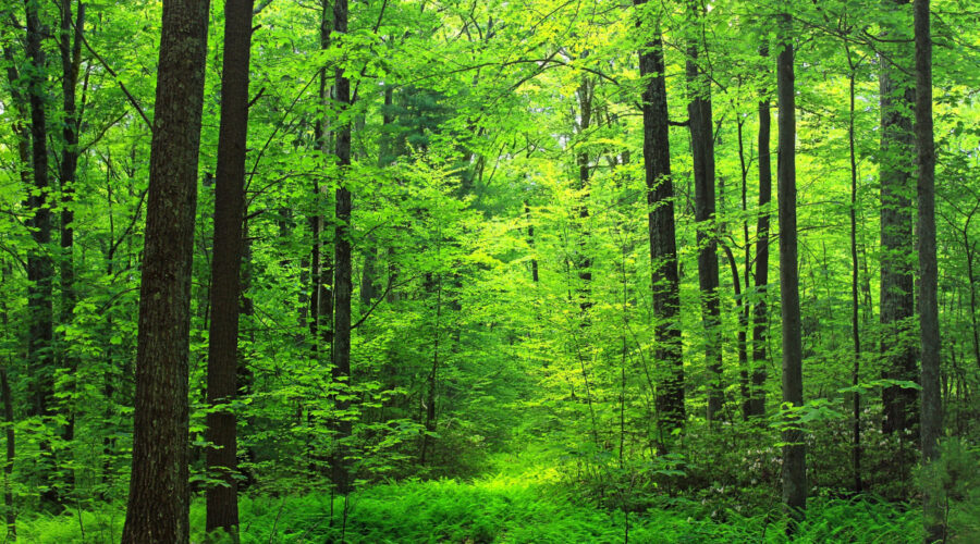 Forest Hills’ Top 10 Tow Trucks for Dependable Neighborhood Service